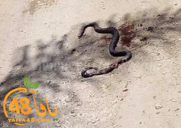  صور: العثور على ثعبان طوله تجاوز المتر ونصف في حي شنير باللد