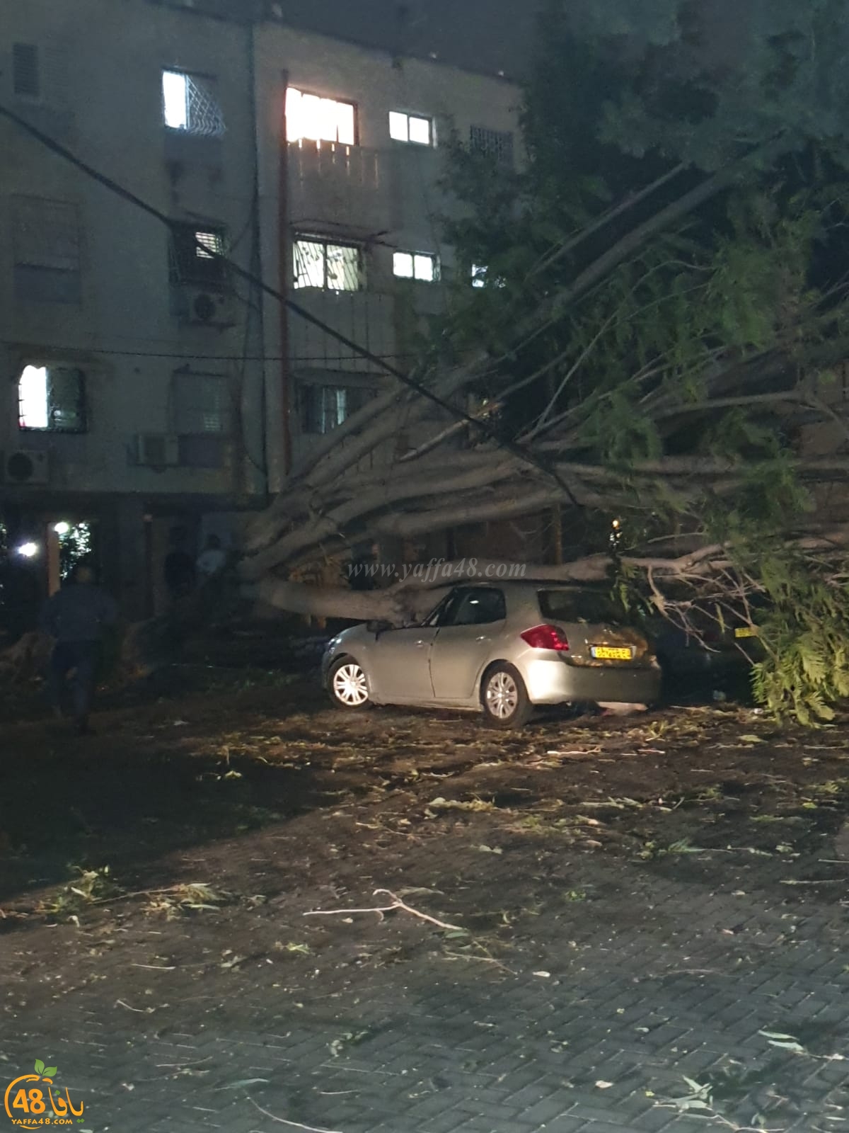 بالفيديو: سقوط أشجار ضخمة في اللد والرملة بسبب الرياح