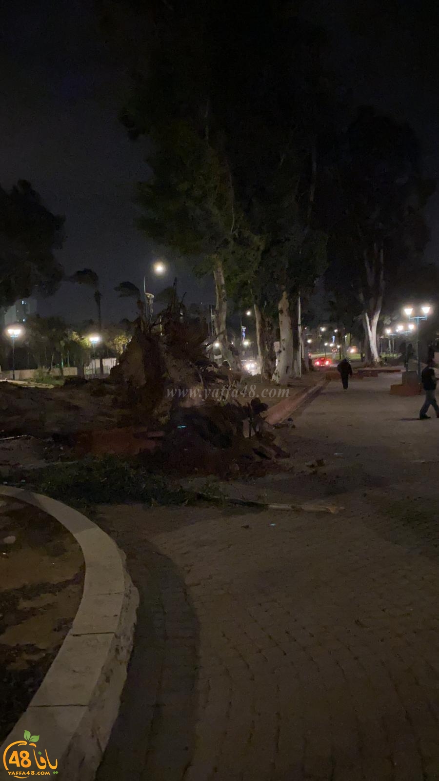 بالفيديو: سقوط أشجار ضخمة في اللد والرملة بسبب الرياح