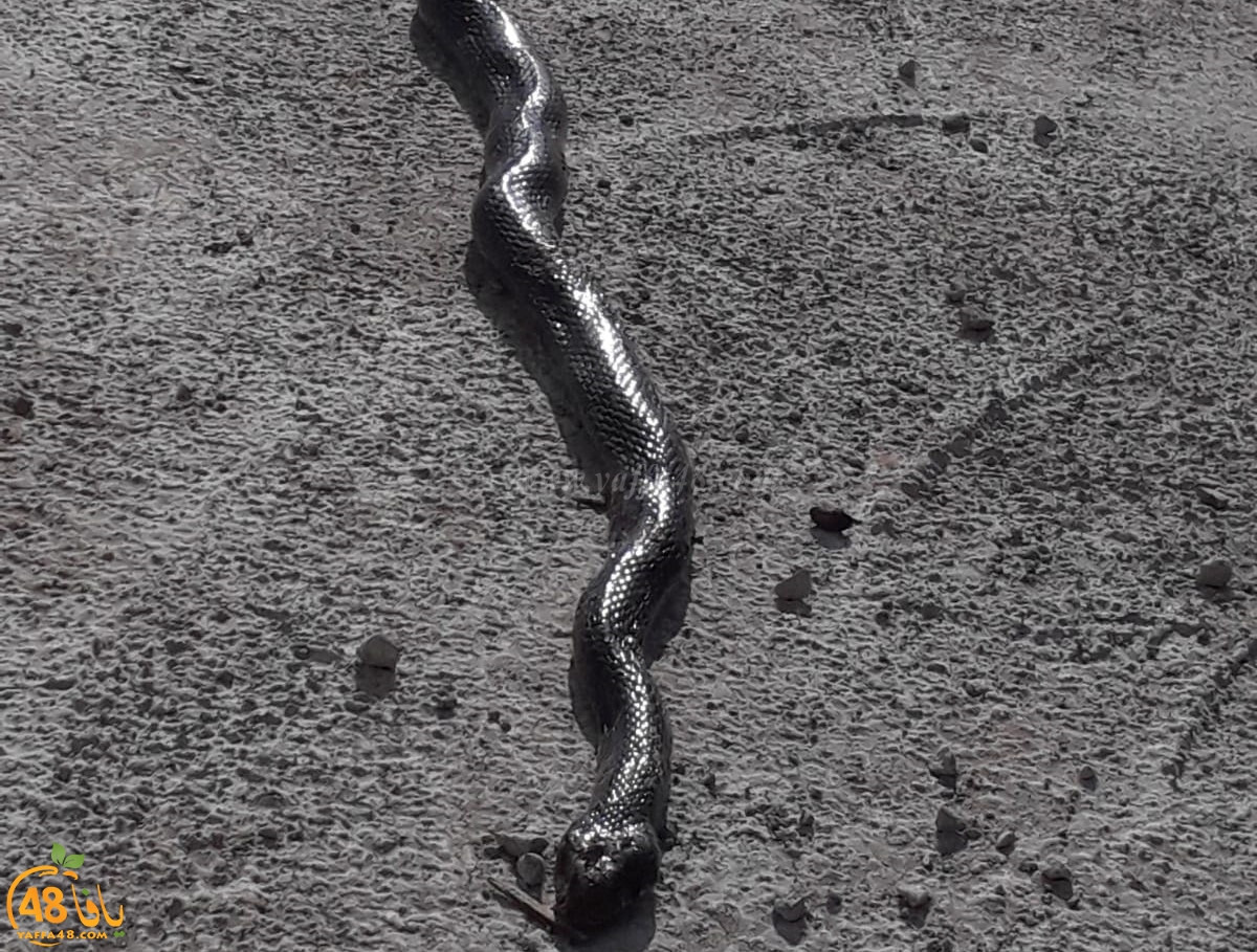  بالصور: العثور على ثعبان عربيد طوله يتجاوز المترين في الرملة 