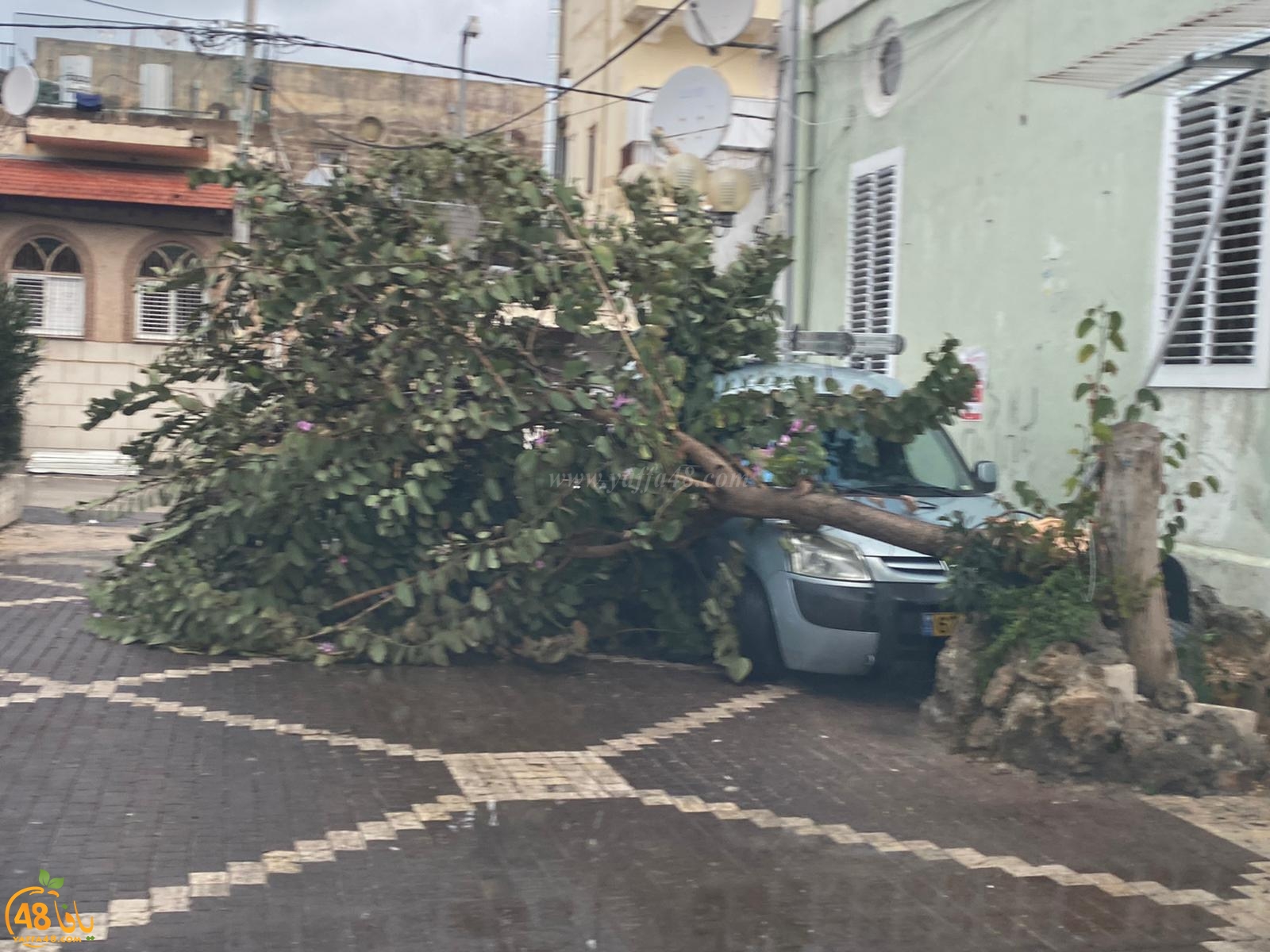 بسبب قوّة الرياح - سقوط شجرة كبيرة على مركبة في يافا 