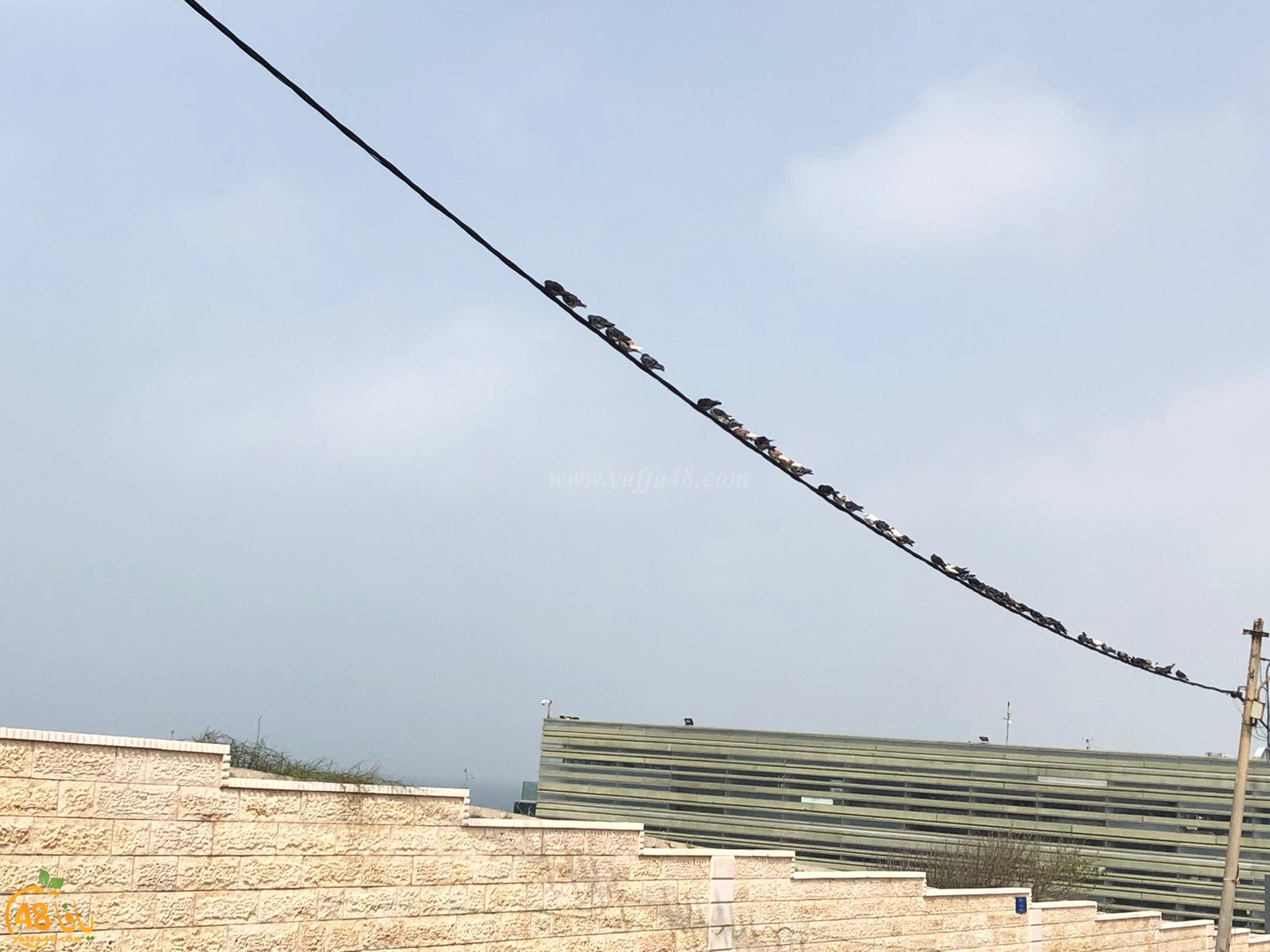  صور: طيور الحمام تصطف بانتظام فوق سلك كهرباء قرب مقبرة الكازاخانة بيافا 
