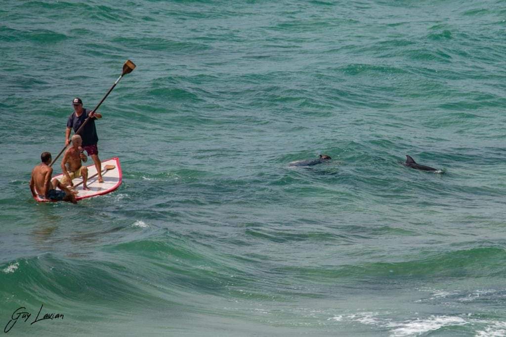  صور: ظهور مجموعة من الدلافين في شاطئ سيدنا علي قضاء يافا