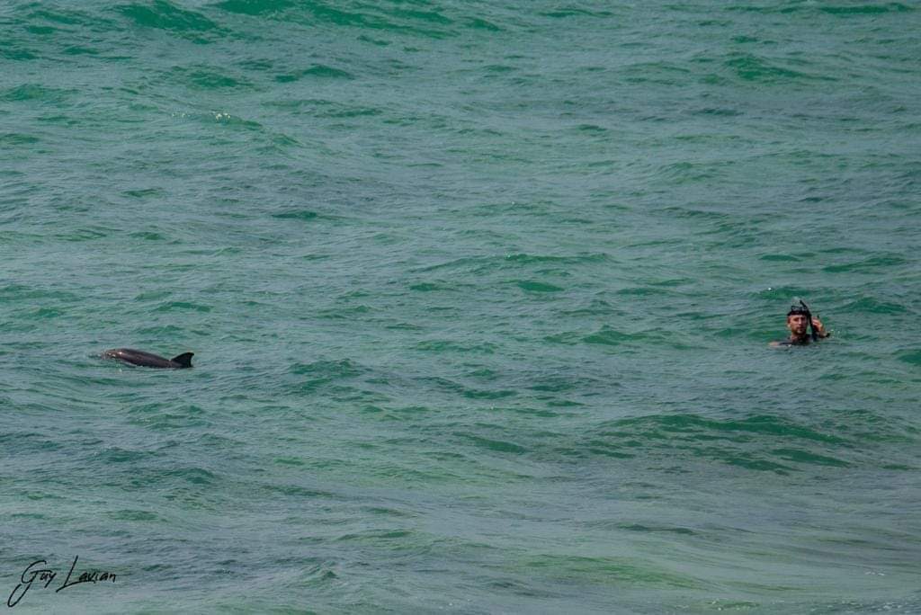  صور: ظهور مجموعة من الدلافين في شاطئ سيدنا علي قضاء يافا