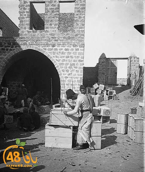 في مثل هذه الأيام يبدأ الحصاد - تعرّف معنا على تاريخ البرتقال اليافاوي صاحب الشهرة العالمية 