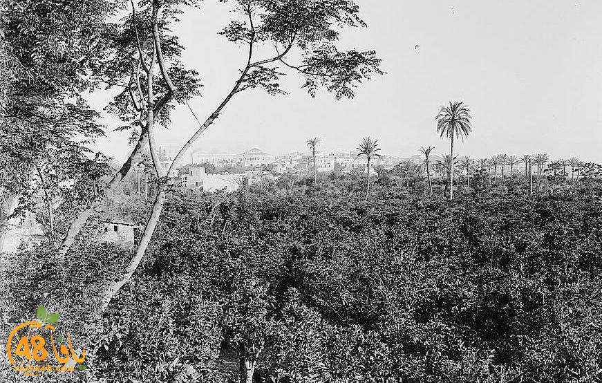 في مثل هذه الأيام يبدأ الحصاد - تعرّف معنا على تاريخ البرتقال اليافاوي صاحب الشهرة العالمية 