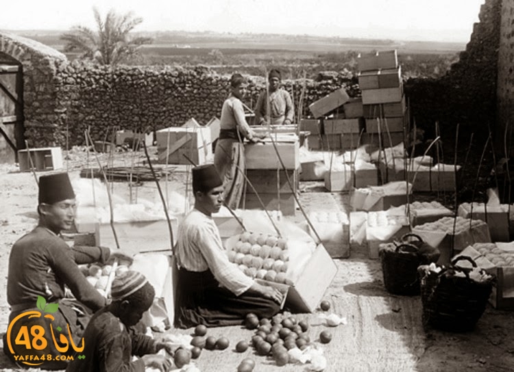 في مثل هذه الأيام يبدأ الحصاد - تعرّف معنا على تاريخ البرتقال اليافاوي صاحب الشهرة العالمية 