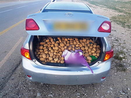 صور : مئات الكيلو غرامات من البطاطا المسروقة بسيارة في النقب 