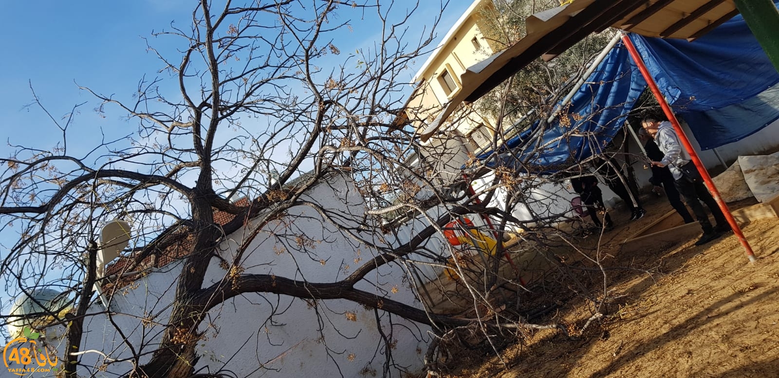  اللد: المطالبة بإزالة الأشجار بعد قطعها من ساحة حضانة مانجو