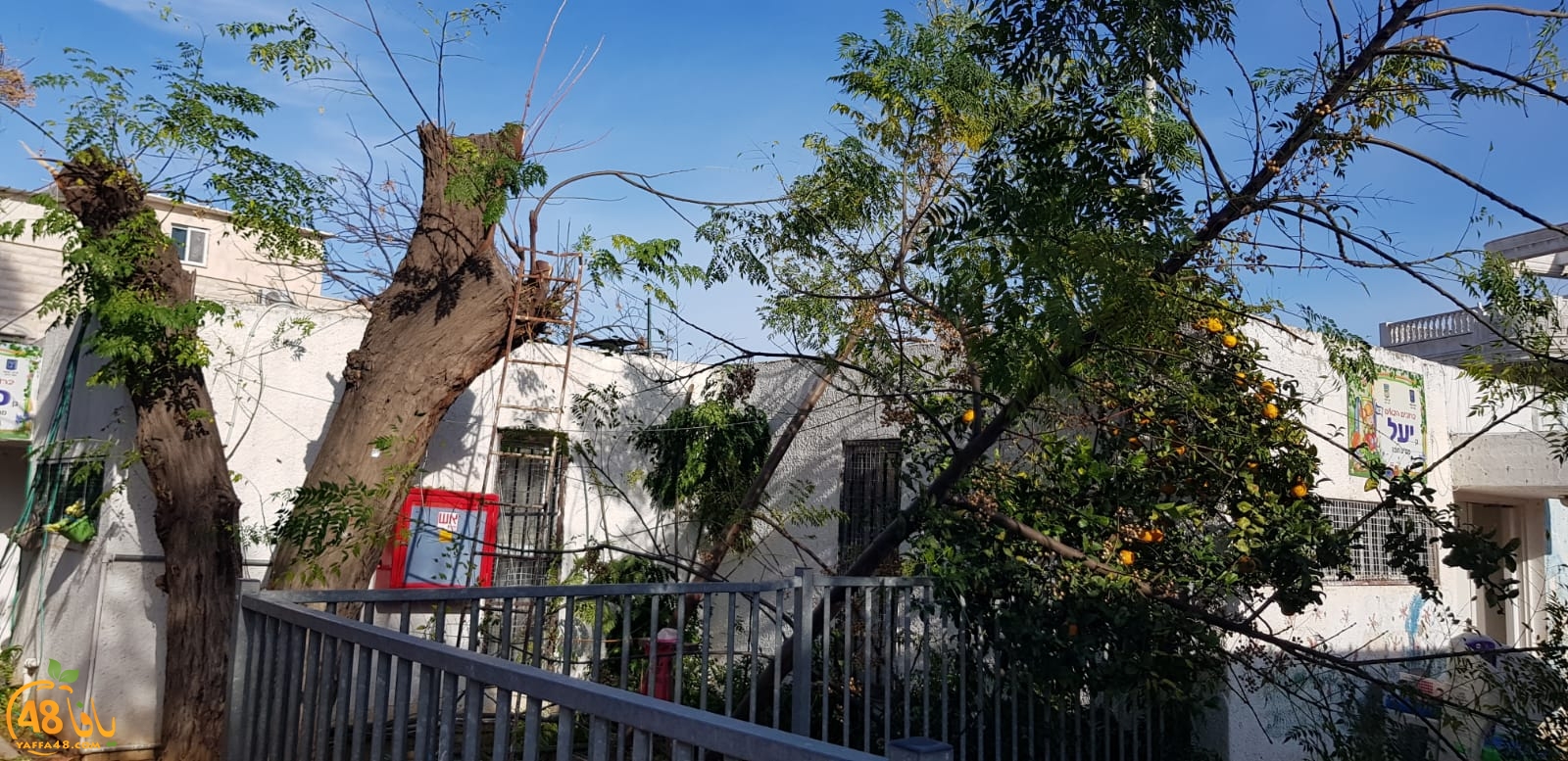  اللد: المطالبة بإزالة الأشجار بعد قطعها من ساحة حضانة مانجو