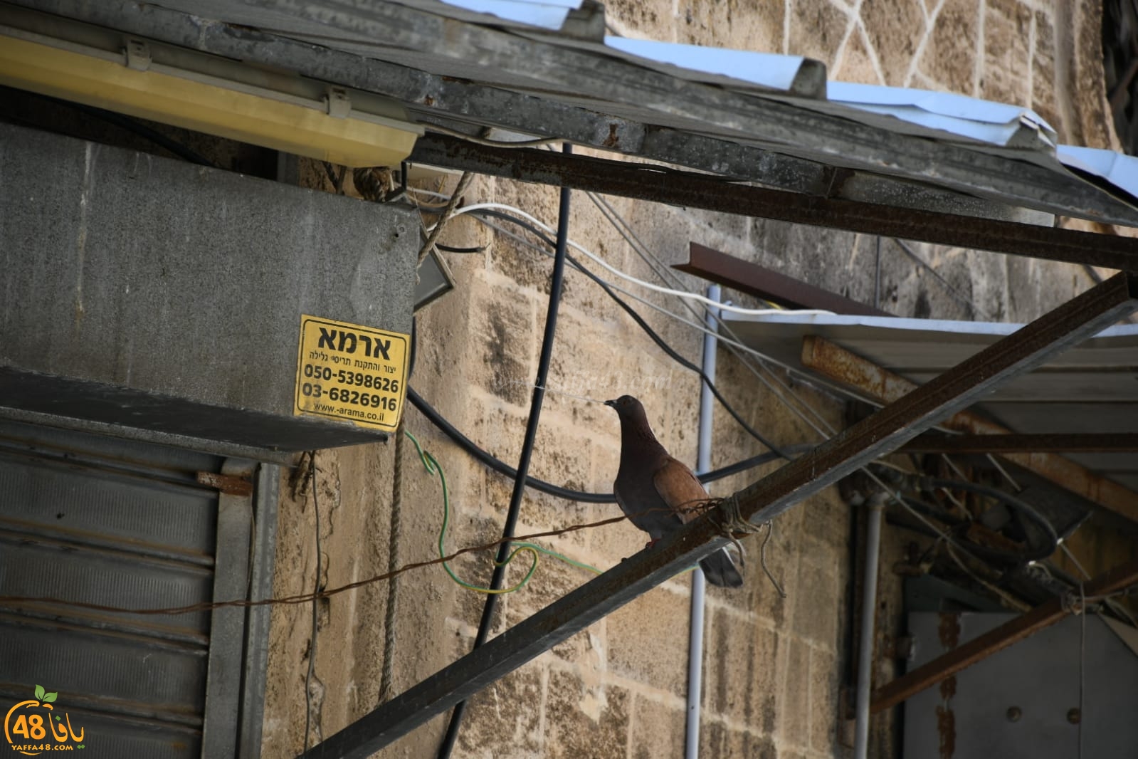  بالصور: صديق الموقع يُوثّق مراحل بناء حمامة لعشها في يافا 