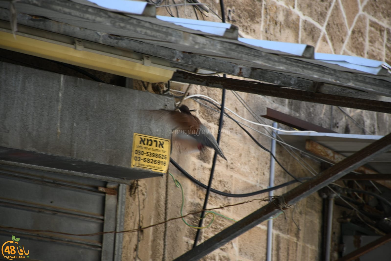  بالصور: صديق الموقع يُوثّق مراحل بناء حمامة لعشها في يافا 