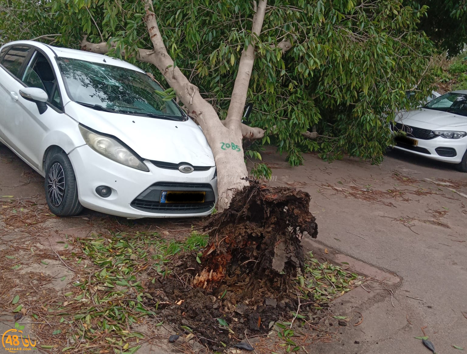 يافا: سقوط شجرة على مركبة دون اصابات