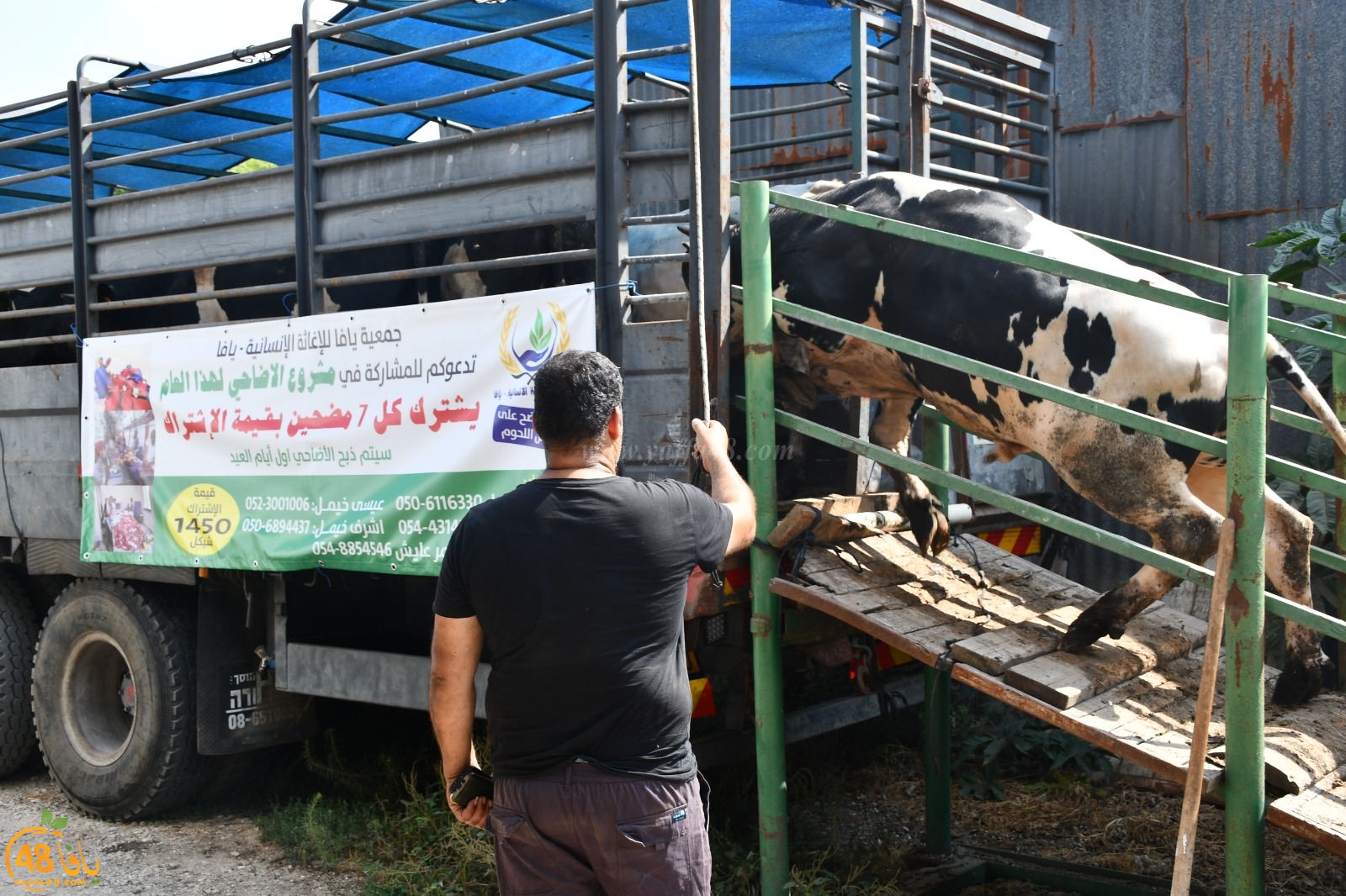  فيديو: 32 عجلاً ستُذبح غداً - جمعية يافا تُعلن عن برنامج توزيع اللحوم والدعوة عامة 