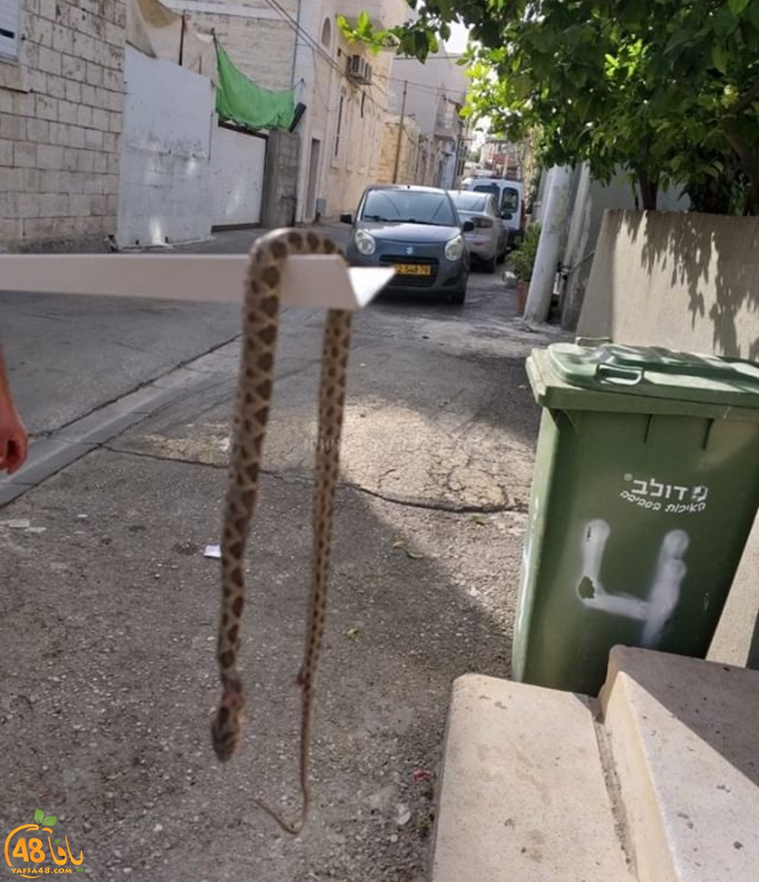 احذرو الثعابين - العثور على ثعبان ضخم في ساحة منزل بمدينة الرملة