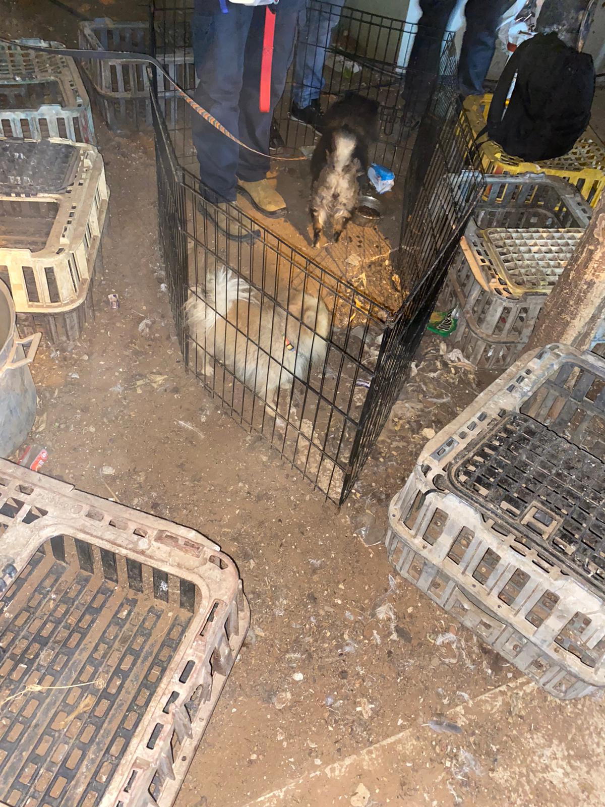 الشرطة: ضبط ذخيرة ومخدرات في حي الجواريش بالرملة ومصادرة 11 كلبا