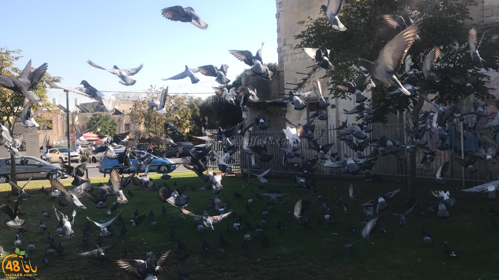  شاهد: لقطات رائعة لطيور الحمام في مدينة يافا 