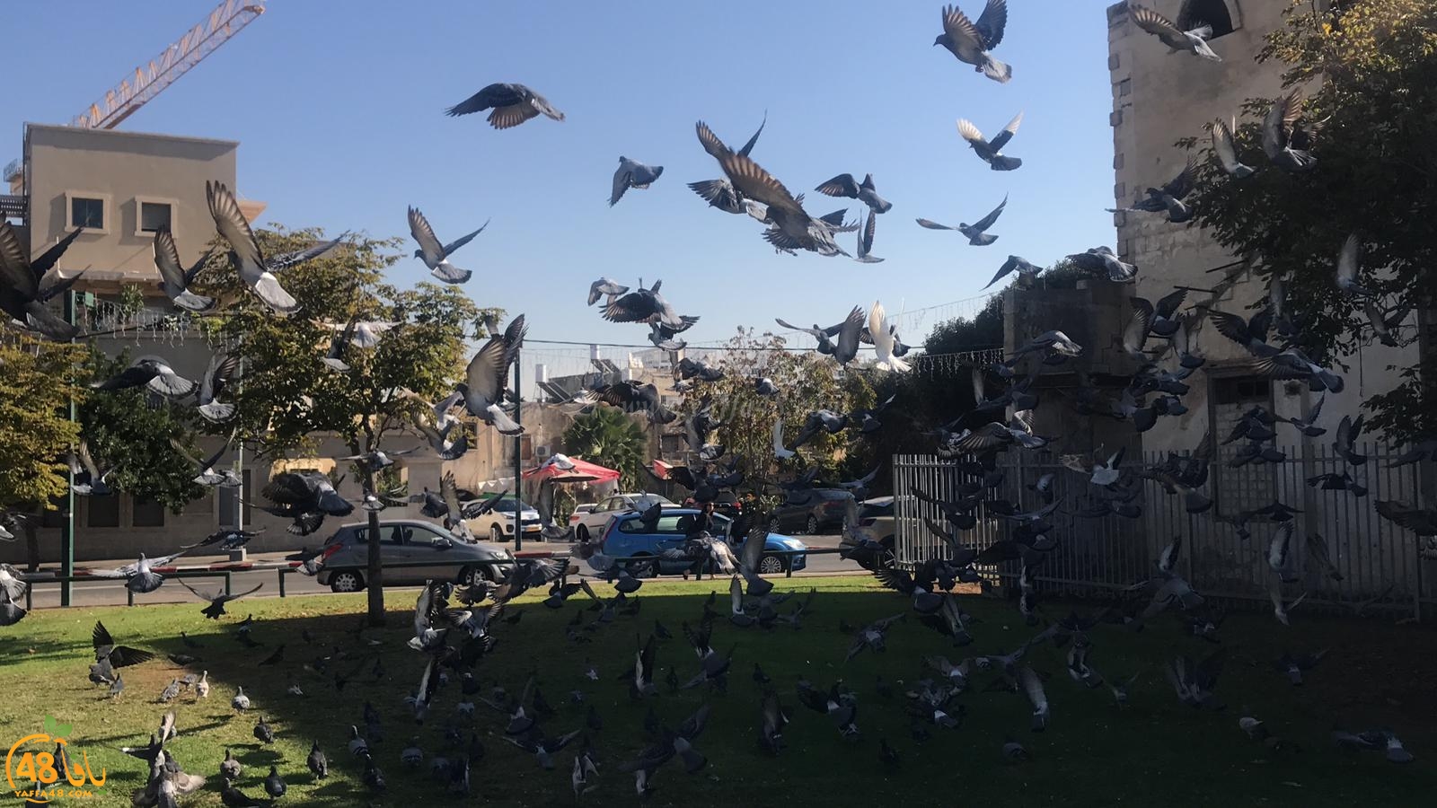  شاهد: لقطات رائعة لطيور الحمام في مدينة يافا 