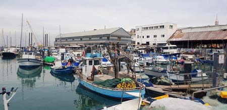 صور: أزهى فترات الصيد.. بحر يافا يمنح الصيّادين غلّة وفيرة من السمك