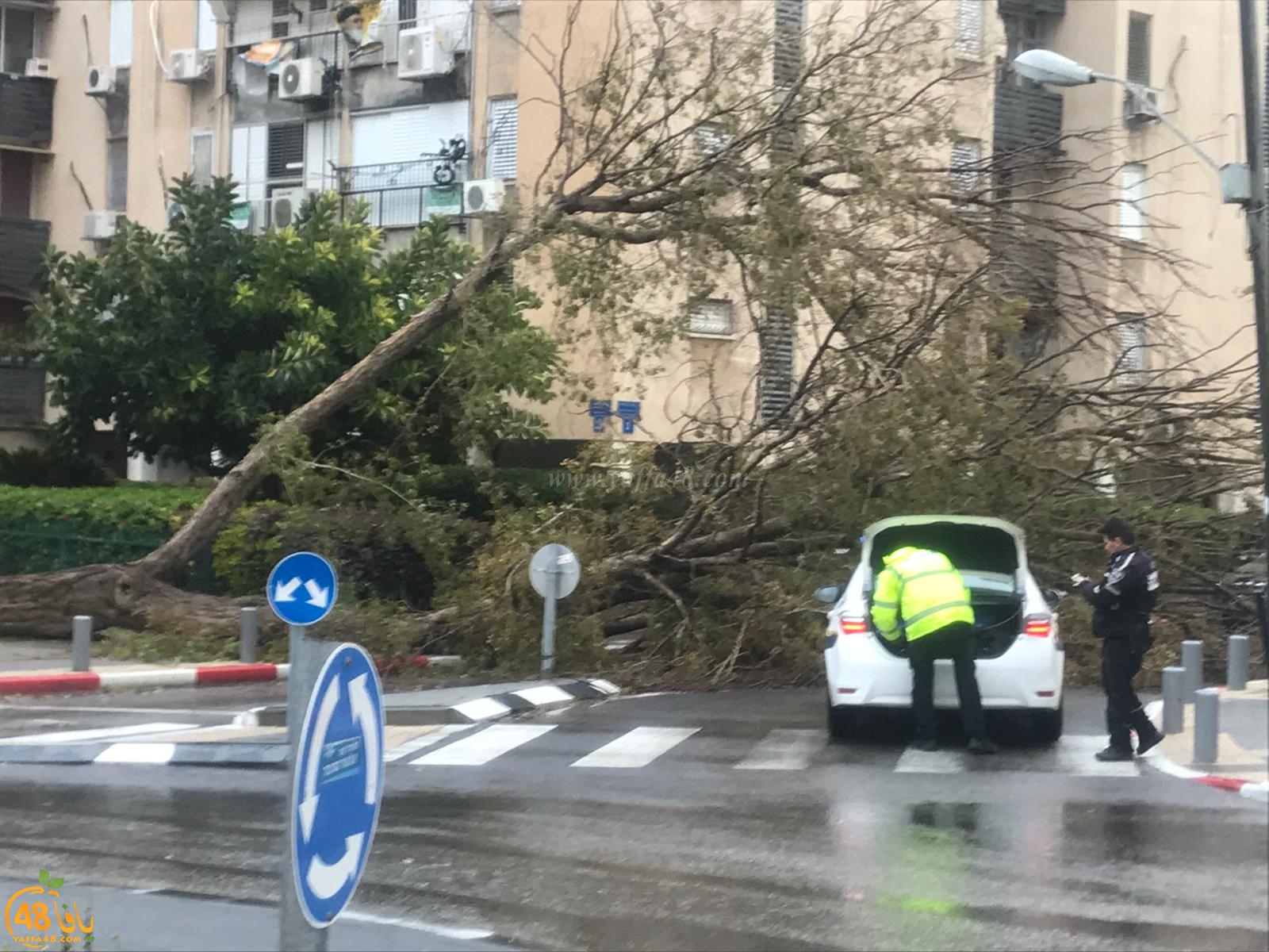 بالصور: سقوط شجرة ضخمة في شارع روبنشتاين بيافا اثر الرياح العاصفة