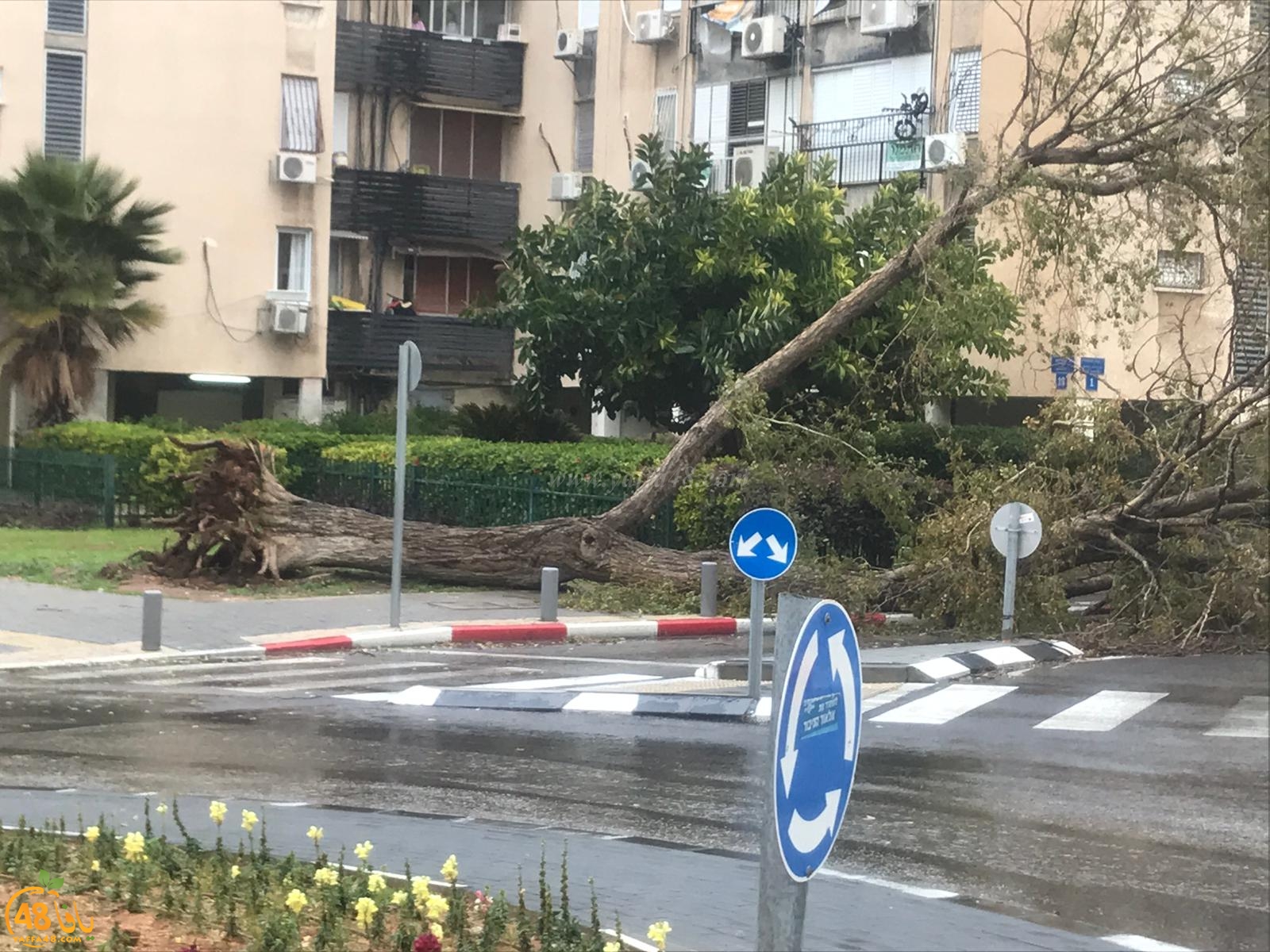بالصور: سقوط شجرة ضخمة في شارع روبنشتاين بيافا اثر الرياح العاصفة