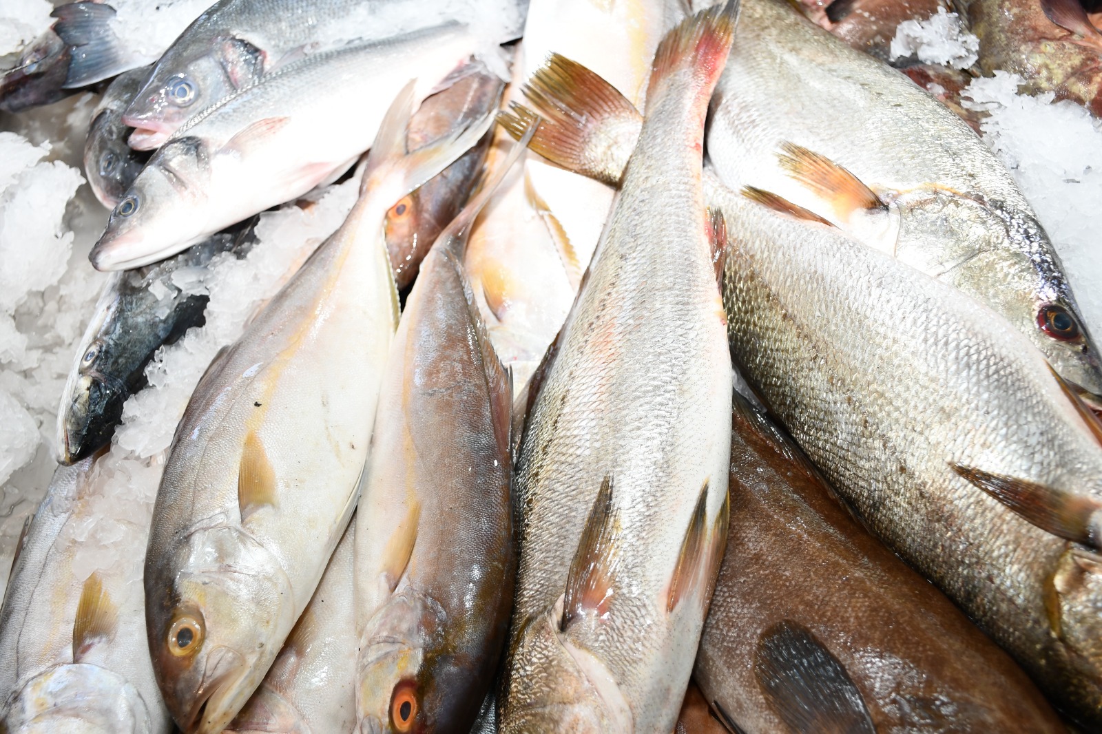 كل أنواع الأسماك الطازجة في مطعم ومسمكة fish & chips بإدارة زكريا زينب في ميناء يافا