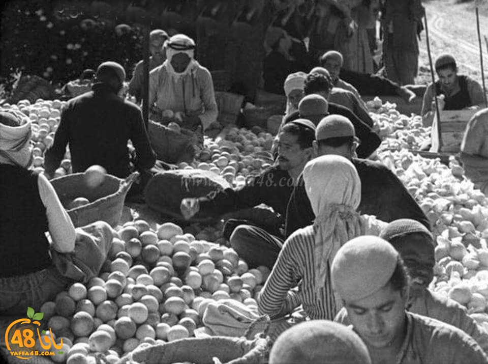  مع حلول موسم جني محاصيله - فيديو نادر من سوق العمل في برتقال يافا 