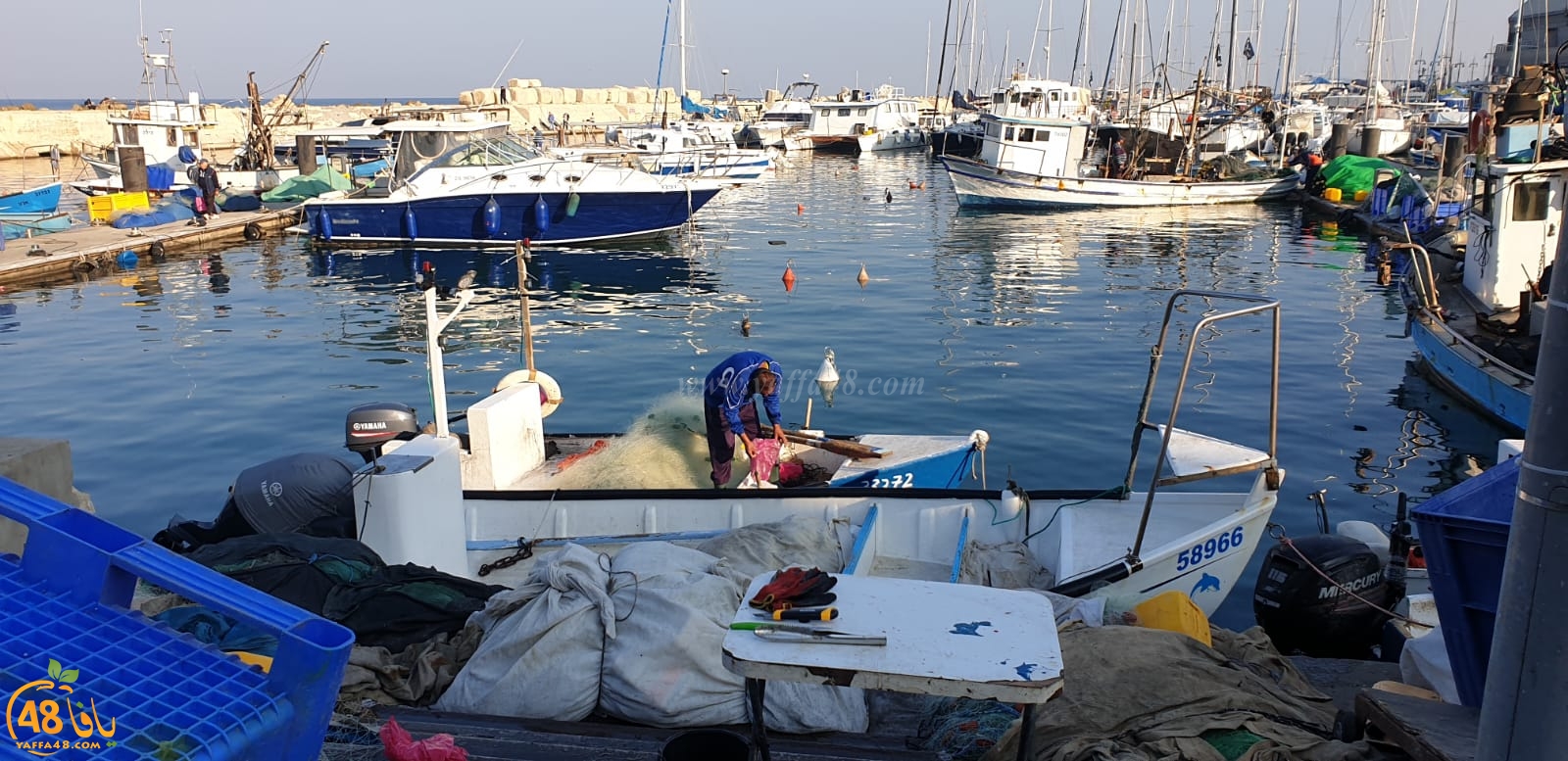 فيديو وصور: سوق الميناء لبيع الأسماك الطازجة في مرفأ ميناء يافا