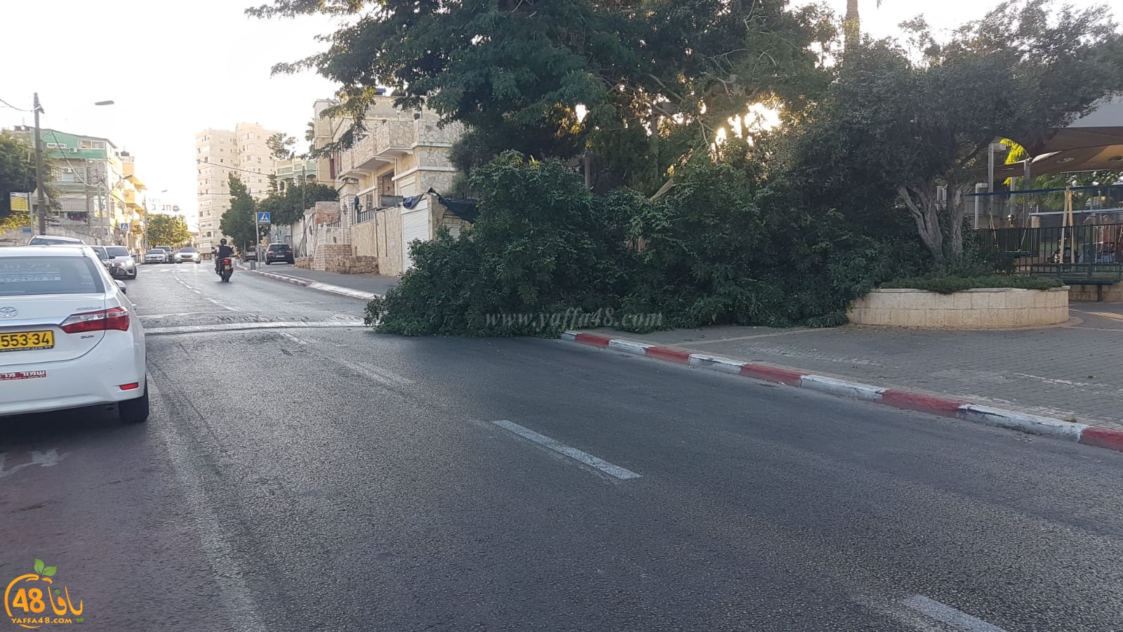 صور: سقوط شجرة في شارع شيفتي يسرائيل دون إصابات