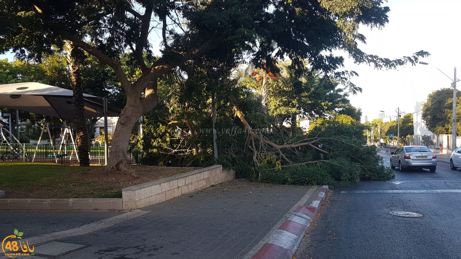 صور: سقوط شجرة في شارع شيفتي يسرائيل دون إصابات