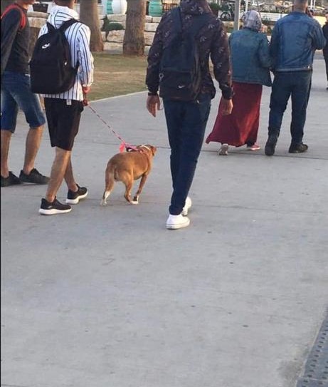 سيدة تطلب مساعدتها بالعثور على كلبها الضائع في يافا 
