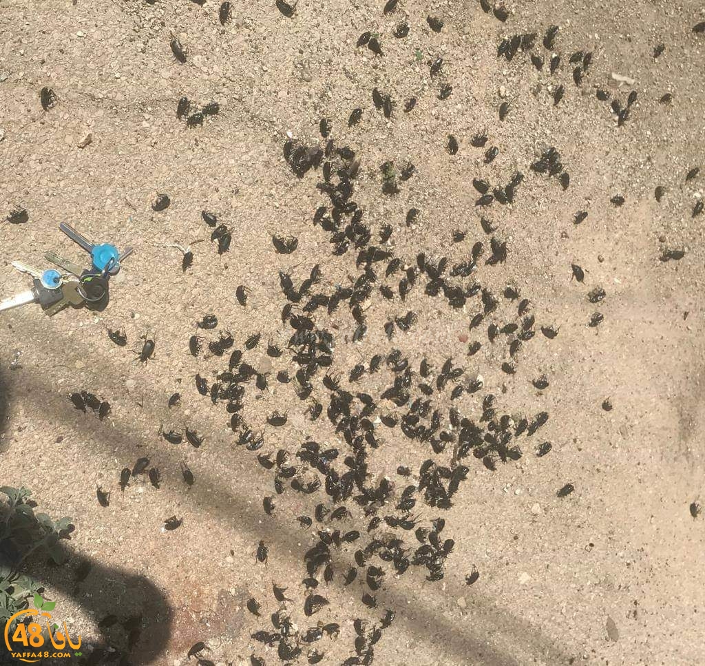  انتشار أعداد كبيرة من الخنافس السوداء في يافا ،اللد والرملة ووزارة البيئة تُطمئن