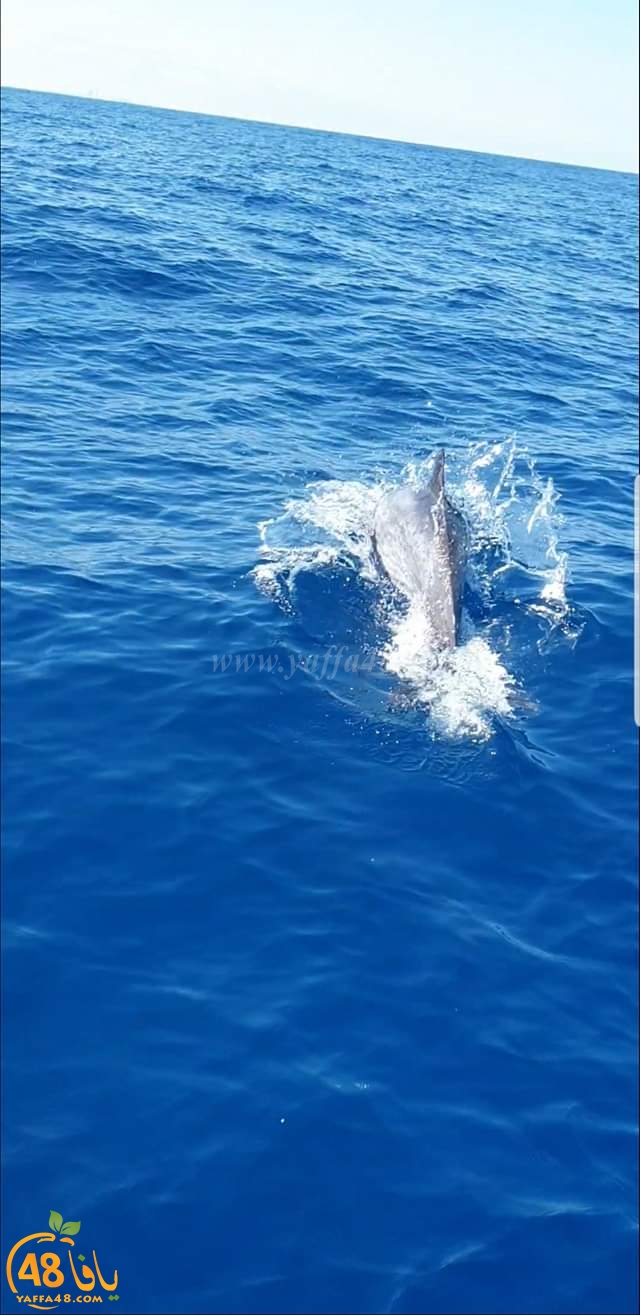 صور: الدلافين تزور شواطئ يافا 