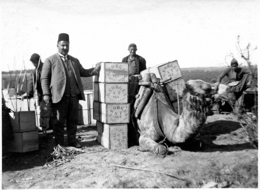صور نادرة لموسم قطف الحمضيات في يافا بين اعوام 1940 - 1946 