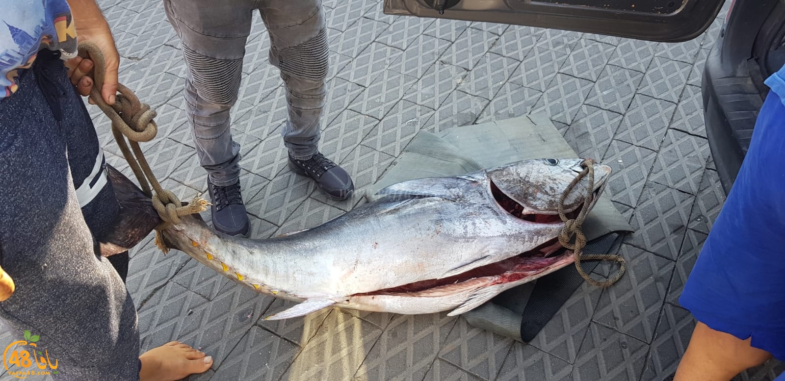 بحر يافا يعّج بالخيرات - اصطياد سمكة تونة ضخمة في بحر المدينة