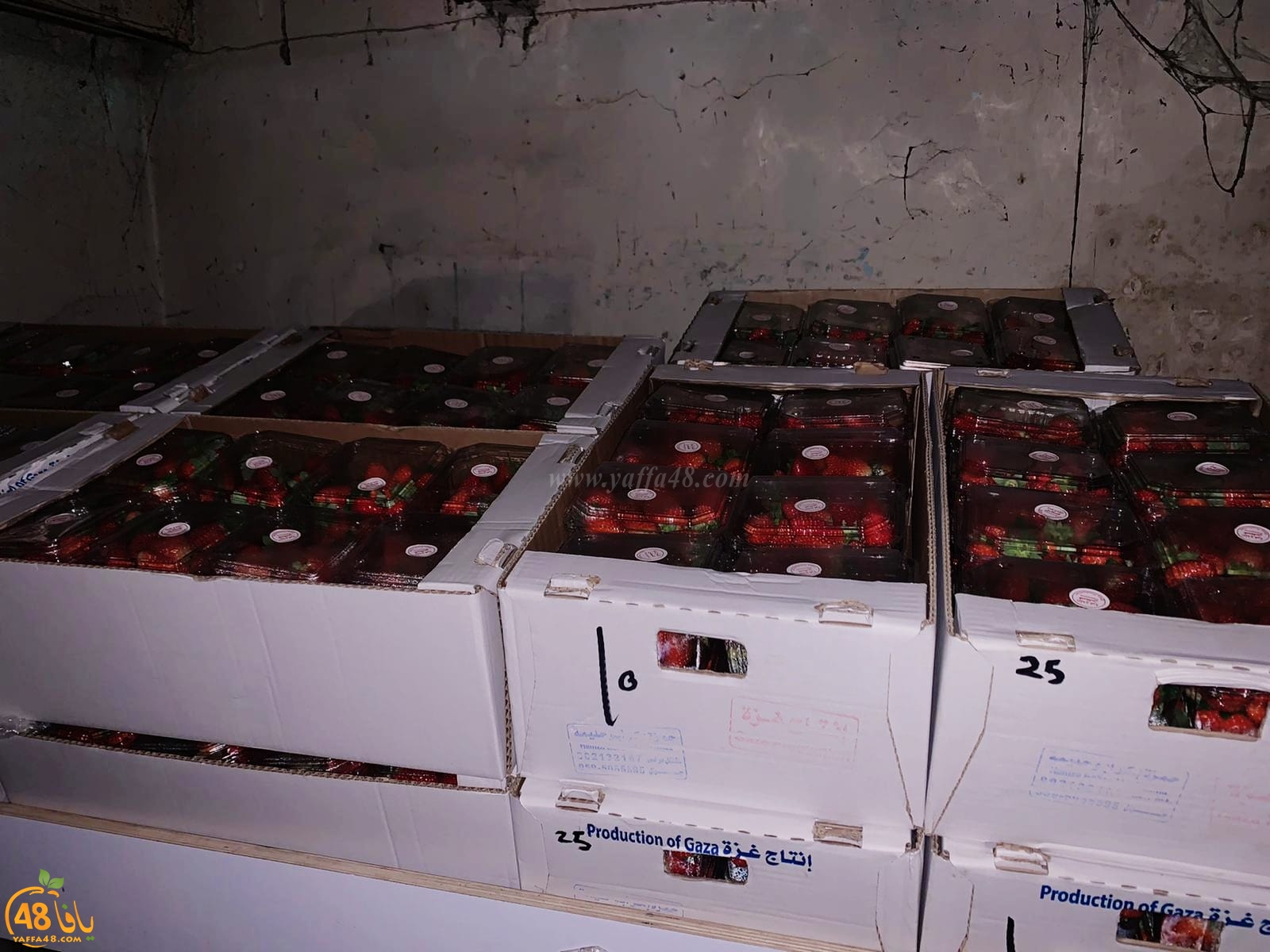 الشرطة: ضبط مئات صناديق الفراولة المهربة من غزة في تل ابيب