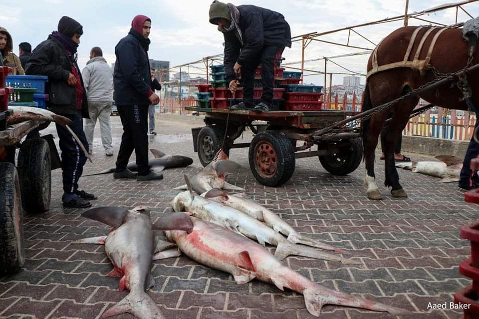 صيادو غزة يتمكنون من صيد أسماك القرش (صور)
