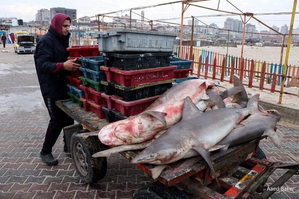 صيادو غزة يتمكنون من صيد أسماك القرش (صور)
