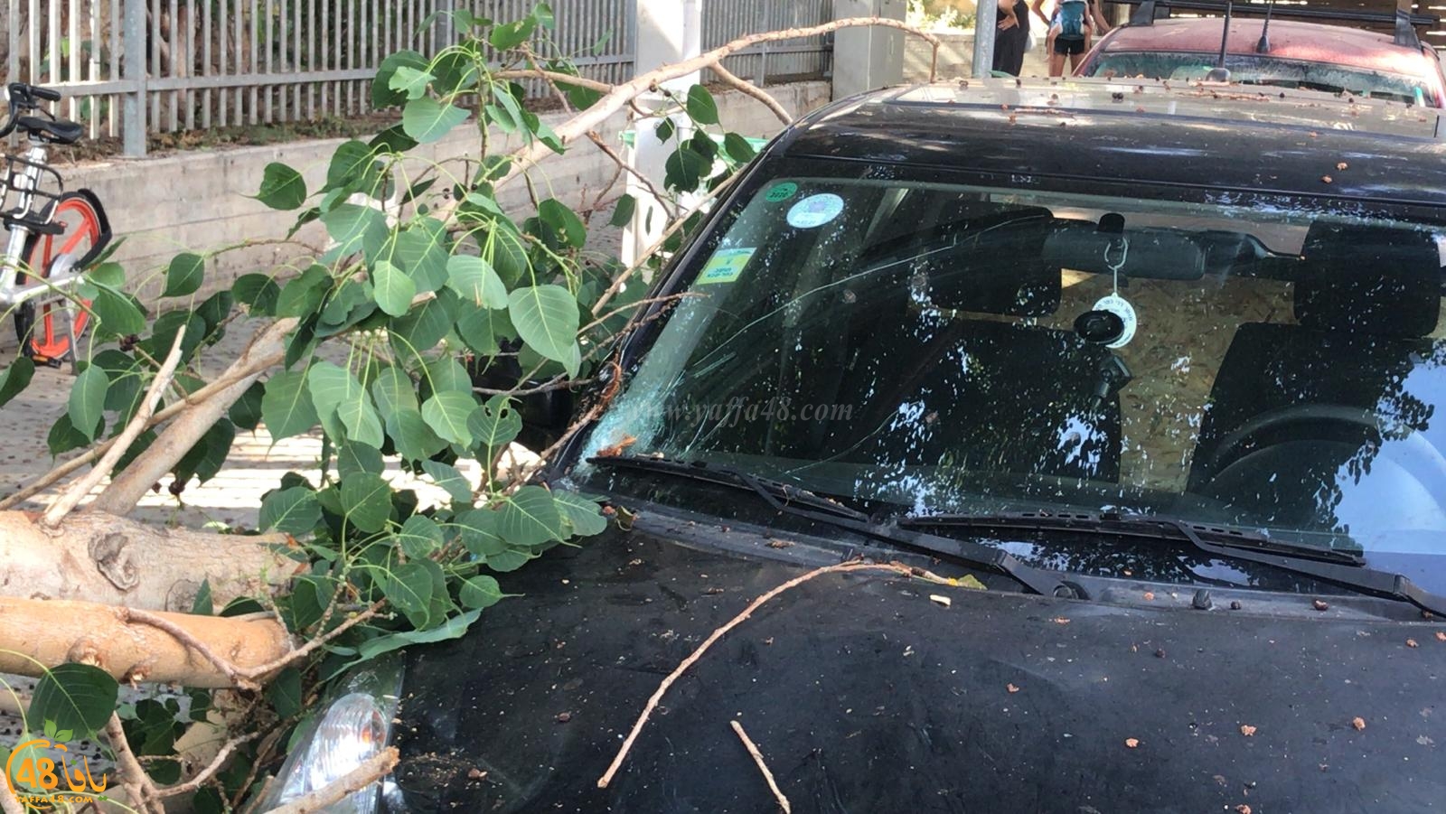 فيديو: سقوط أجزاء من شجرة ضخمة بجوار روضة أطفال بيافا