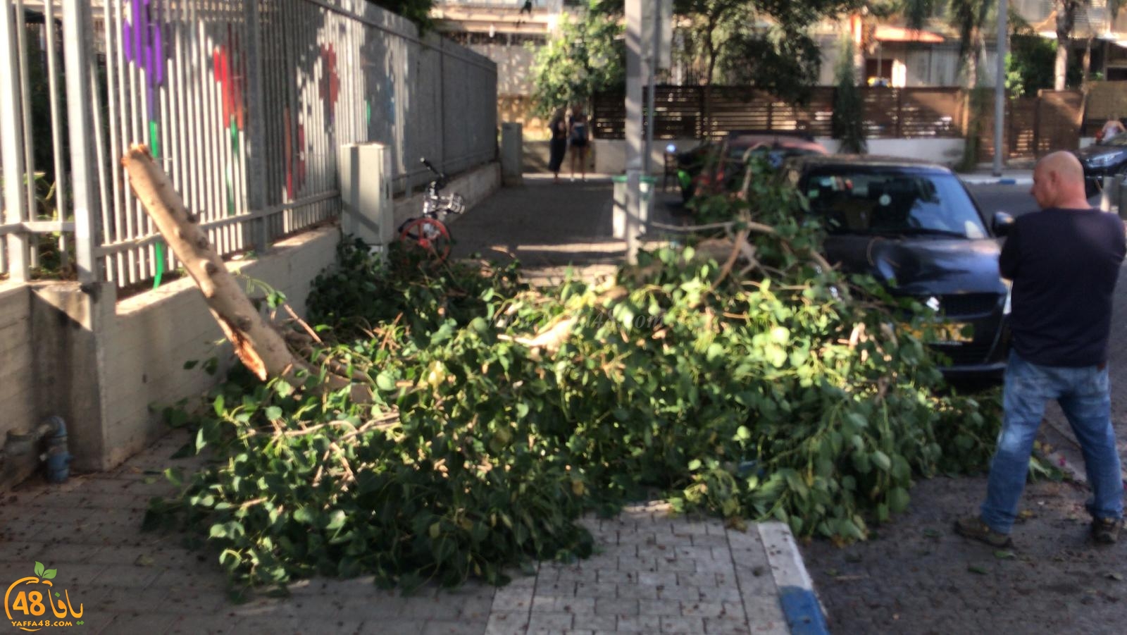 فيديو: سقوط أجزاء من شجرة ضخمة بجوار روضة أطفال بيافا