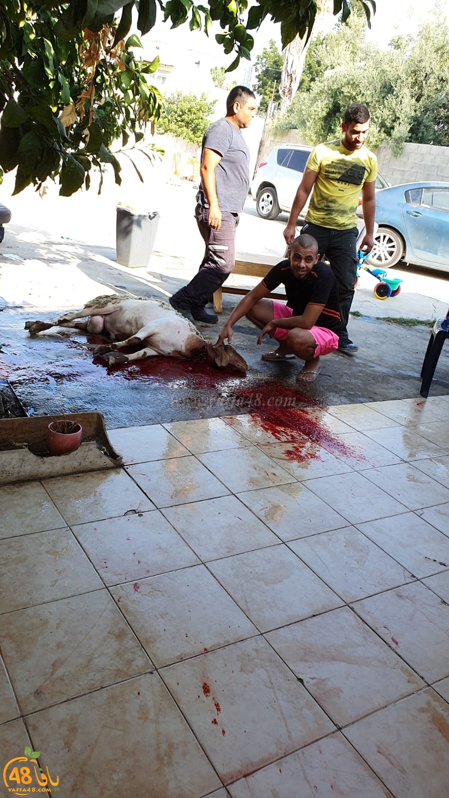 بالصور: أجواء عيد الأضحى المبارك وذبح الأضاحي في اللد والرملة 