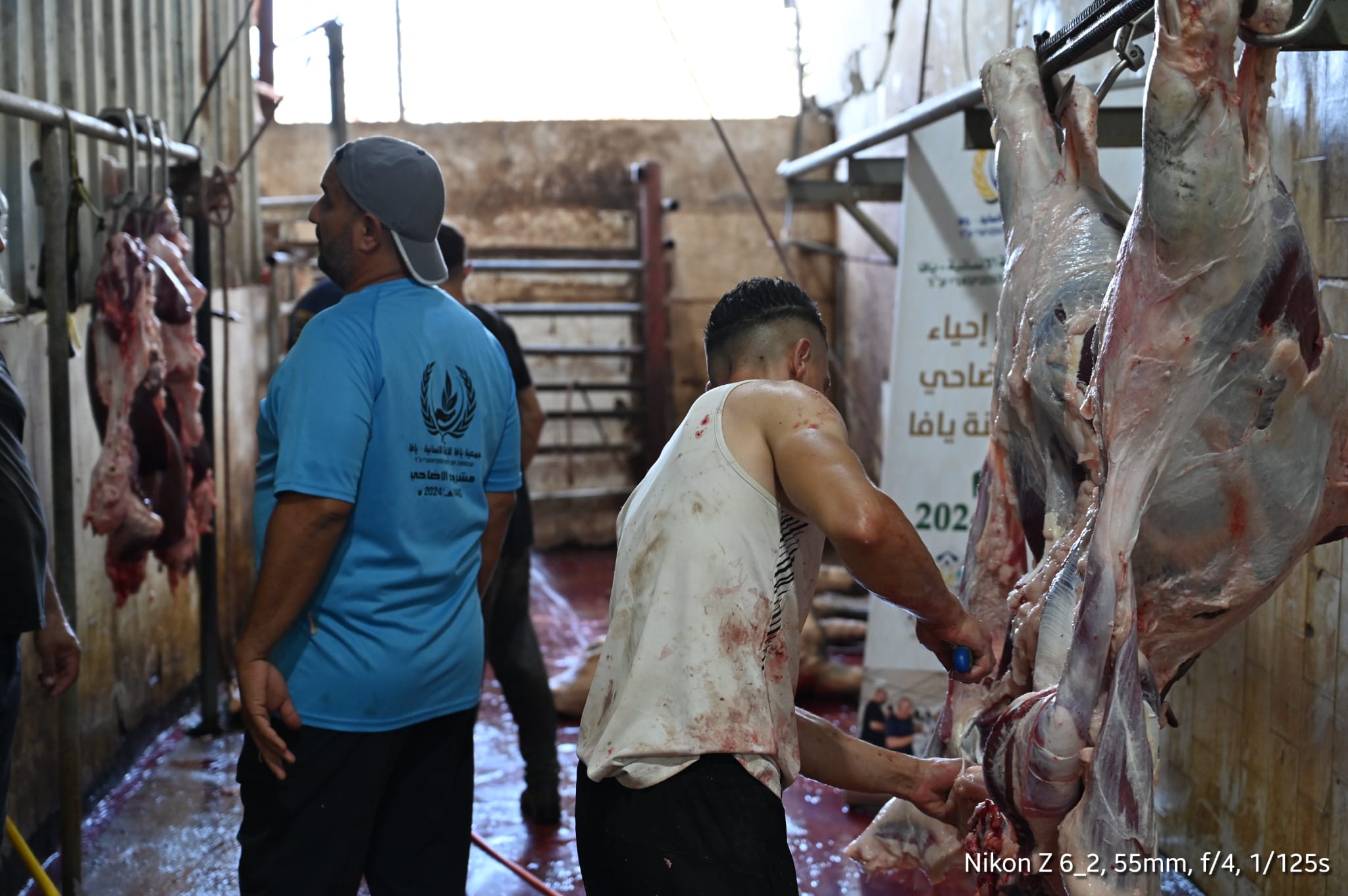 جمعية يافا  تباشر في ذبح 27 عجلا و18 خروفا هي حصيلة أضاحي مدينة يافا