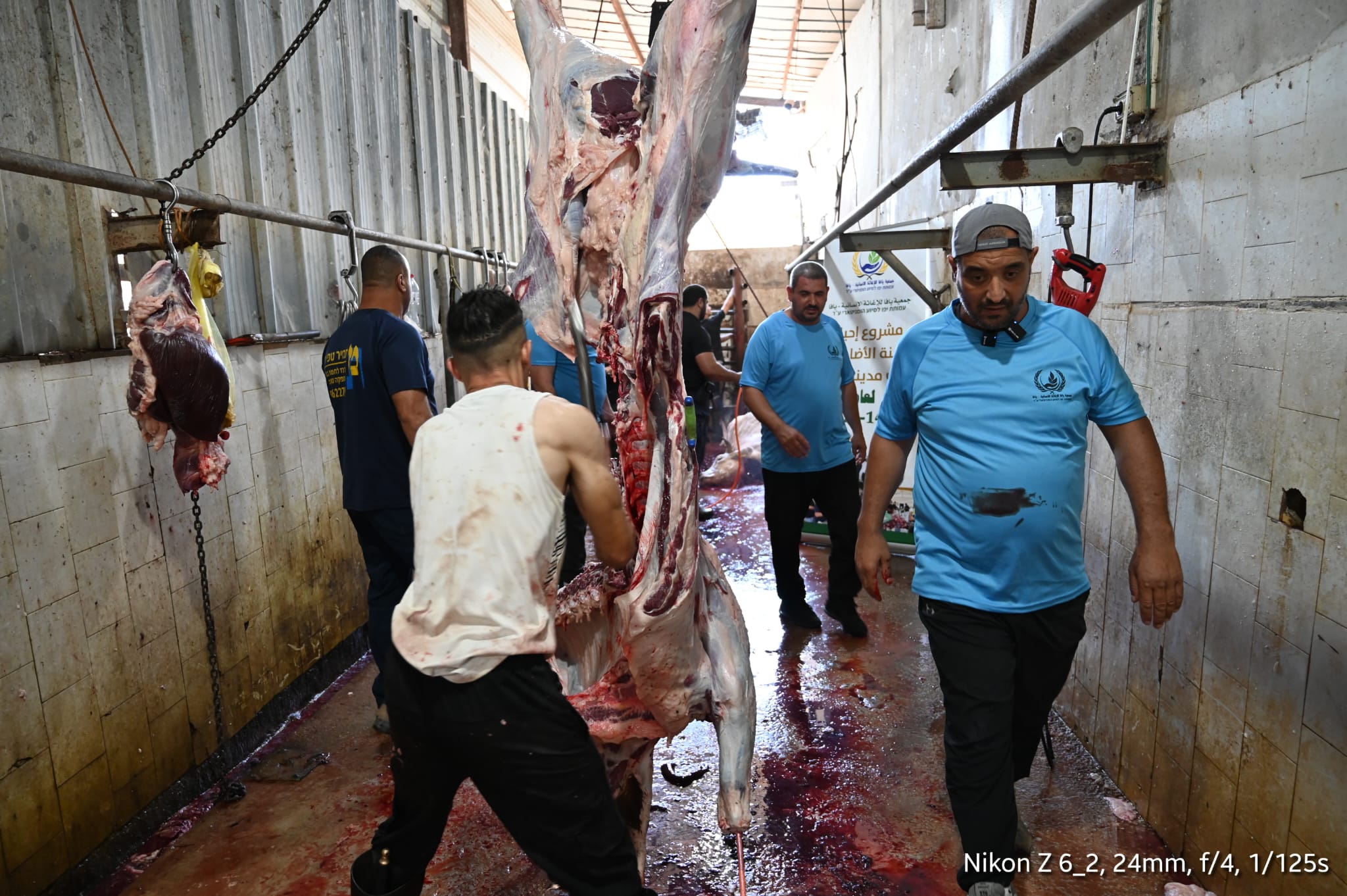 جمعية يافا  تباشر في ذبح 27 عجلا و18 خروفا هي حصيلة أضاحي مدينة يافا