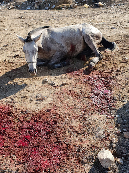إصابة حصانين بعيارات نارية خلال شجار بالنقب ونفوق أحدهما