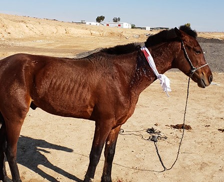 إصابة حصانين بعيارات نارية خلال شجار بالنقب ونفوق أحدهما