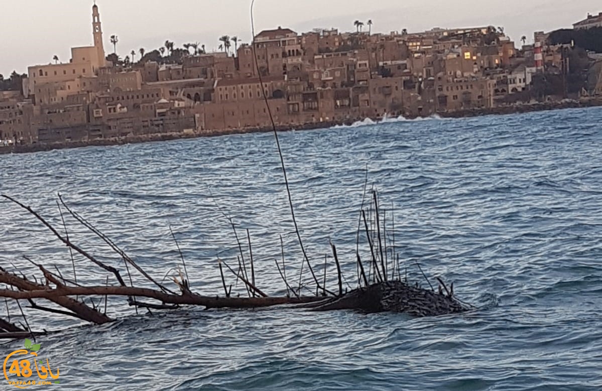  بالصور: العاصفة الأخيرة تجرّف شجرة ضخمة الى ميناء يافا 
