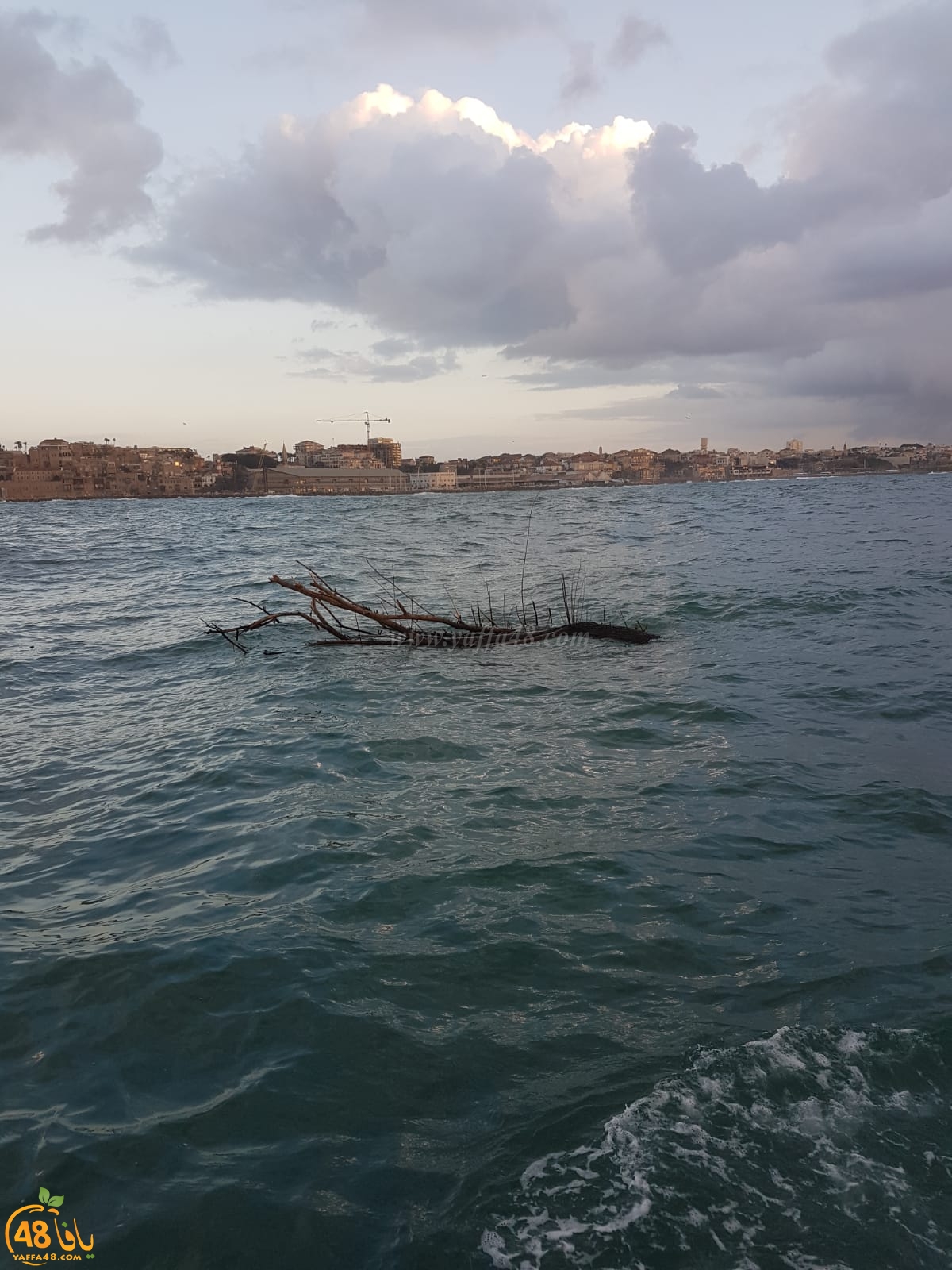  بالصور: العاصفة الأخيرة تجرّف شجرة ضخمة الى ميناء يافا 