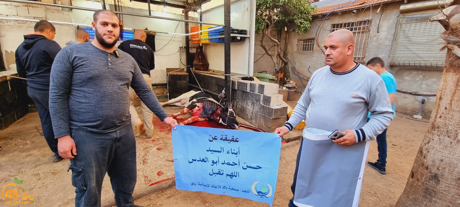 فيديو: جمعيّة يافا تذبح عجلين استعداداً لتوزيع لحومهما ضمن مشروع إحياء سنة العقائق والصدقات