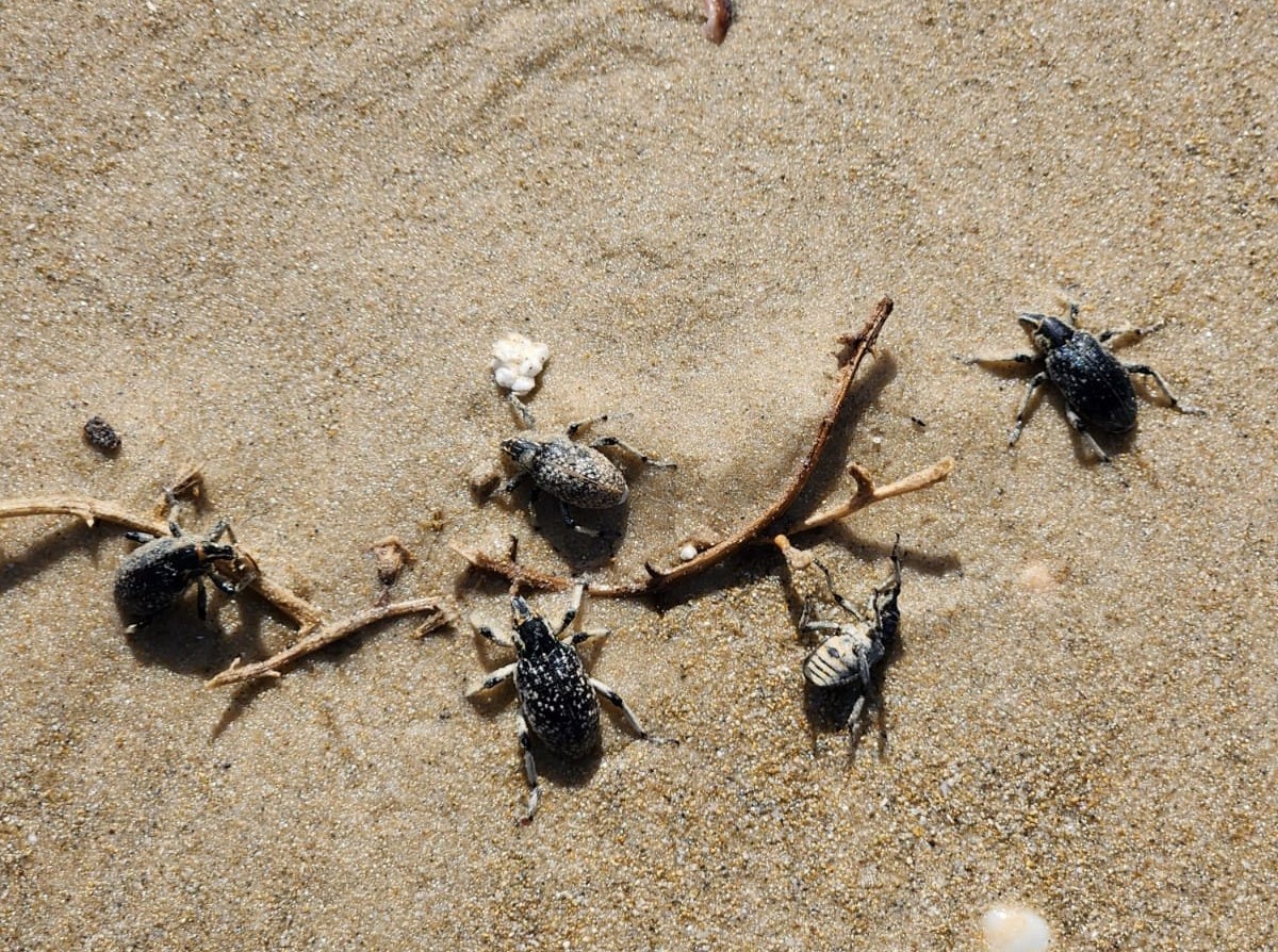 الالاف من حشرات السوس تغزو شواطئ البلاد