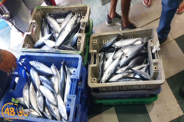  غداً السبت: موعدكم مع سوق بيع الأسماك في مخزن 1 بميناء يافا 